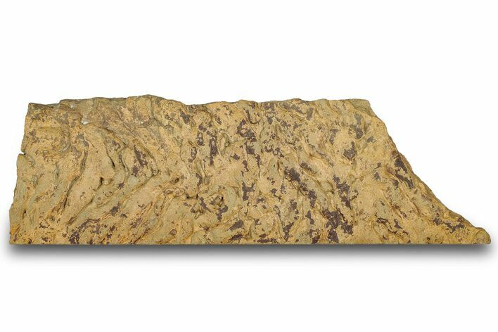 Pennsylvanian, Fossil Microbial Mat - Oklahoma #301933